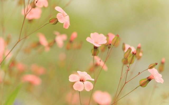 Pink flowers grass macro blurry free wallpaper for desktop - medium preview image