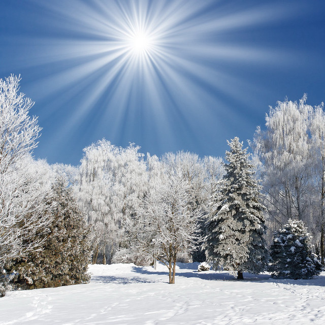 Sunny winter day snow covered free wallpaper for tablet - medium preview image