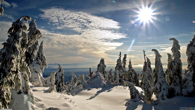 Sunny snowy landscape trees blue #2 free wallpaper for desktop - medium preview image