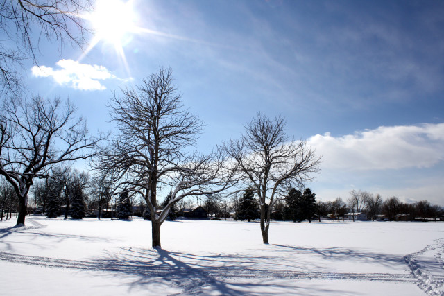 Sunny snowy park trees snow free wallpaper for desktop - medium preview image