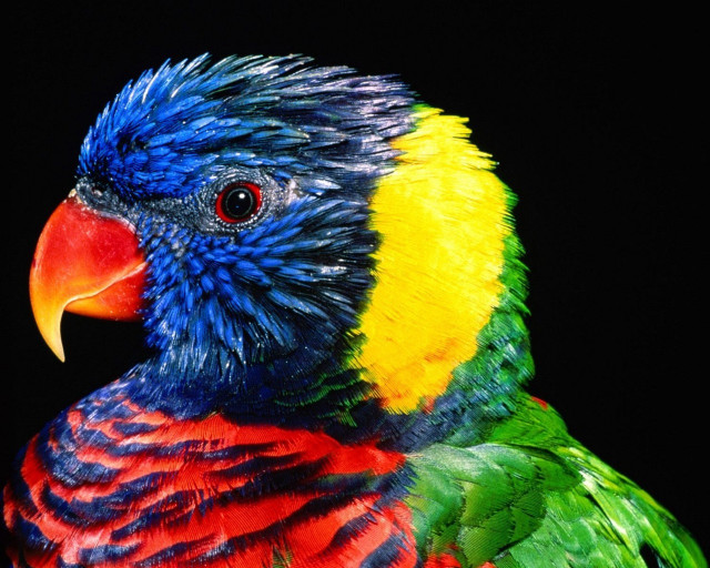 Colorful bird serious black background free wallpaper for desktop - medium preview image