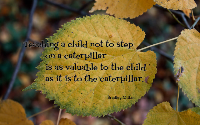 Leaf quote teaching child caterpillar free wallpaper for desktop - medium preview image