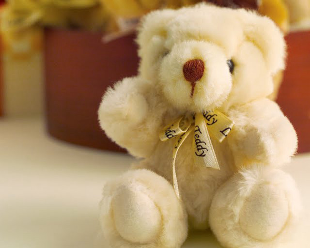 White teddy bear table potted free wallpaper for desktop - medium preview image