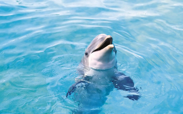Dolphin swimming blue pool mouth free wallpaper for desktop - medium preview image