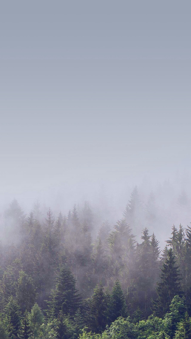 Foggy forest trees plane blue free wallpaper for mobile - medium preview image