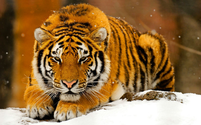Tiger walking snow forest trees free wallpaper for desktop - medium preview image