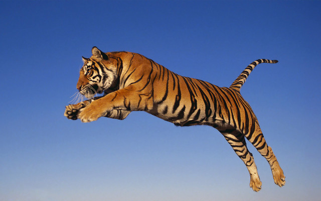 Tiger jumping air front paws free wallpaper for desktop - medium preview image