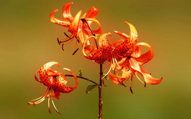 Flower burner gradient orange green free wallpaper for desktop - medium preview image