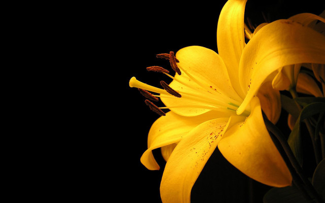 Yellow flower closeup black background free wallpaper for desktop - medium preview image