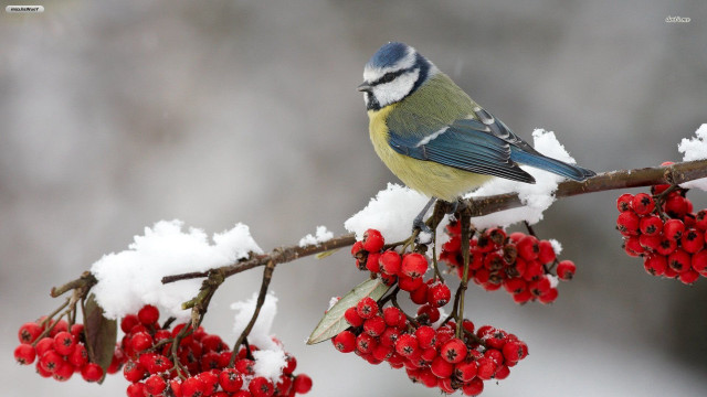 Blue bird snow berries branch free wallpaper for desktop - medium preview image