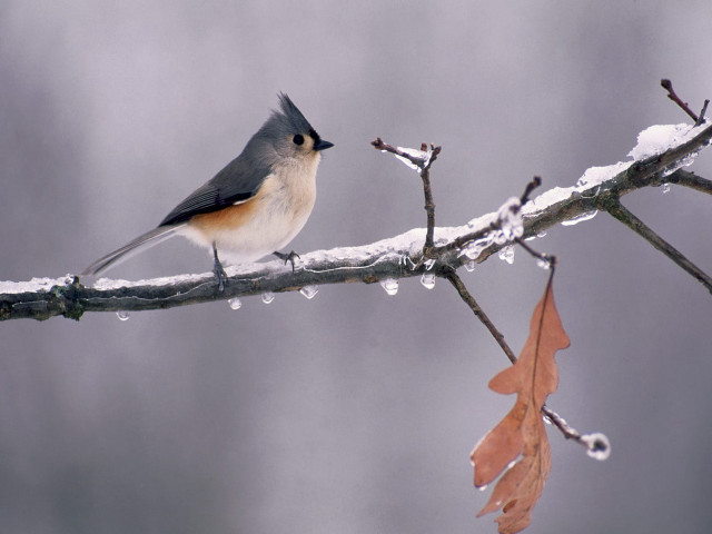 Bird perched branch snow leaves free wallpaper for desktop - medium preview image