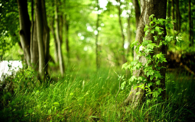 Lush green forest trees grass free wallpaper for desktop - medium preview image