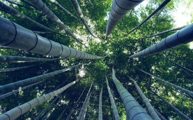 Bamboo tree forest green leaves free wallpaper for desktop - medium preview image
