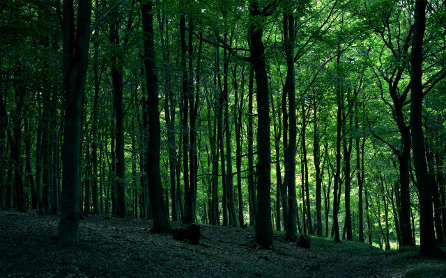Forest trees leaves person walking free wallpaper for desktop - medium preview image