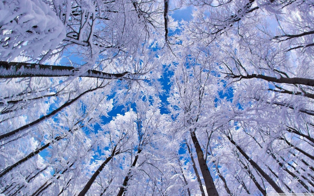 Forest snow blue sky trees free wallpaper for desktop - medium preview image