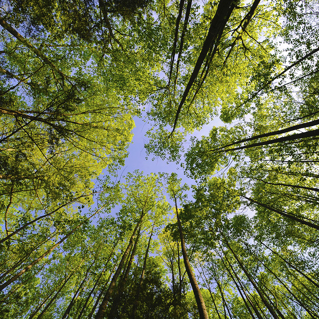 Tall trees forest blue sky #2 free wallpaper for tablet - medium preview image