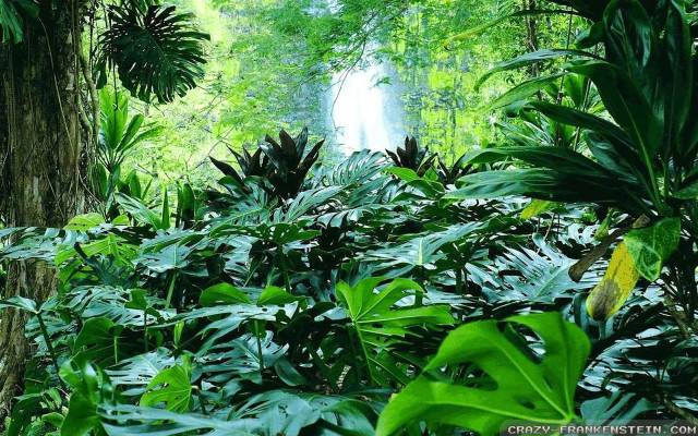 Lush green forest waterfall nature free wallpaper for desktop - medium preview image