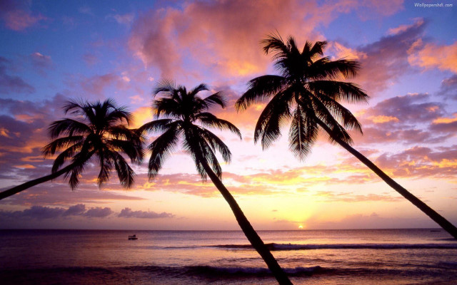 Sunset palm trees boat ocean free wallpaper for desktop - medium preview image
