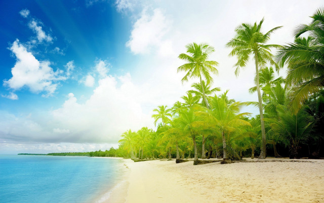 Beach palm trees blue sky #25 free wallpaper for desktop - medium preview image
