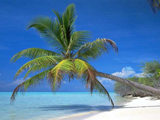 Palm tree beach clear blue free wallpaper for desktop - medium preview image