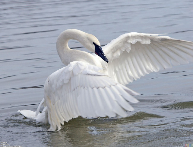 White swan flapping wings swimming free wallpaper for desktop - medium preview image