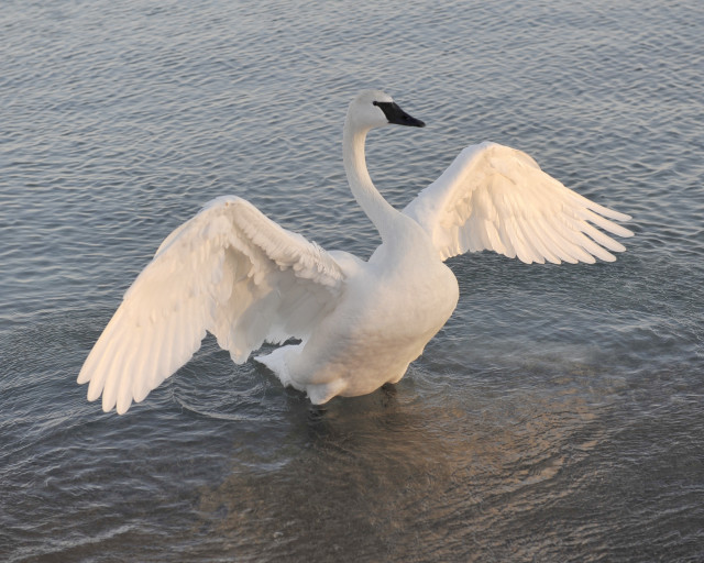 White swan wings spread water free wallpaper for desktop - medium preview image