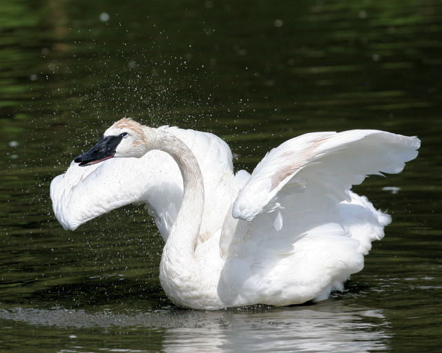 Swan swimming wings splashing water free wallpaper for desktop - medium preview image