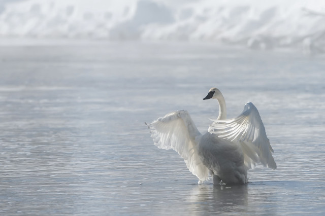 White swan flaps wings frozen free wallpaper for desktop - medium preview image