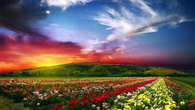 Field flowers cloudy sky sunset free wallpaper for desktop - medium preview image