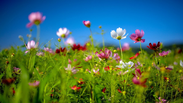 Field flowers blue sky pink free wallpaper for desktop - medium preview image