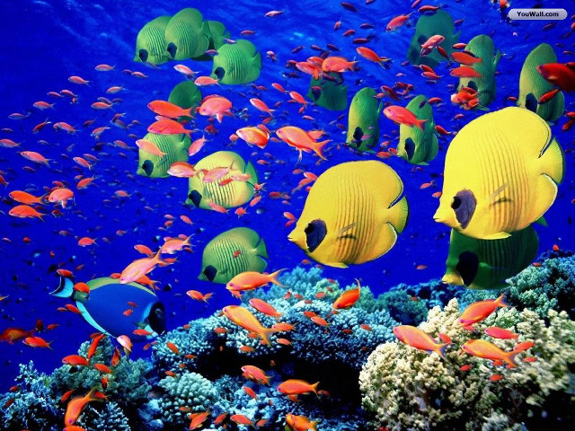Fish group ocean coral reef free wallpaper for desktop - medium preview image