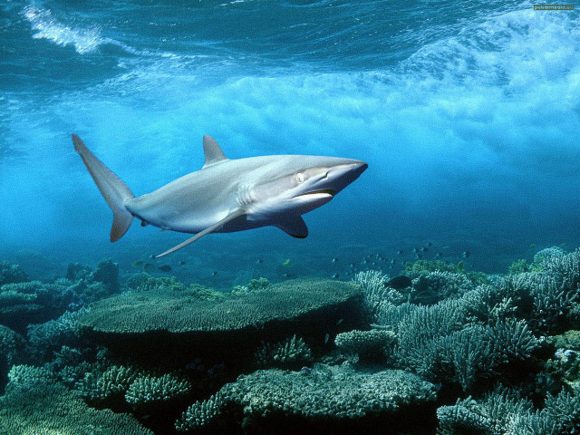 Shark swimming coral reef ocean free wallpaper for desktop - medium preview image