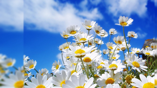 Field daisies blue sky clouds free wallpaper for desktop - medium preview image