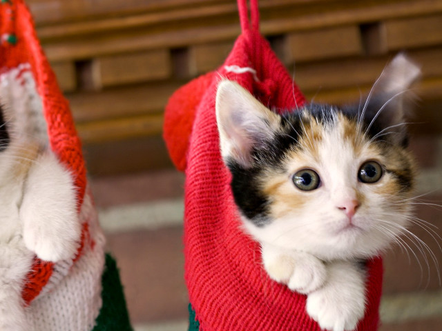 Kitten sweater bag kitten bag free wallpaper for desktop - medium preview image