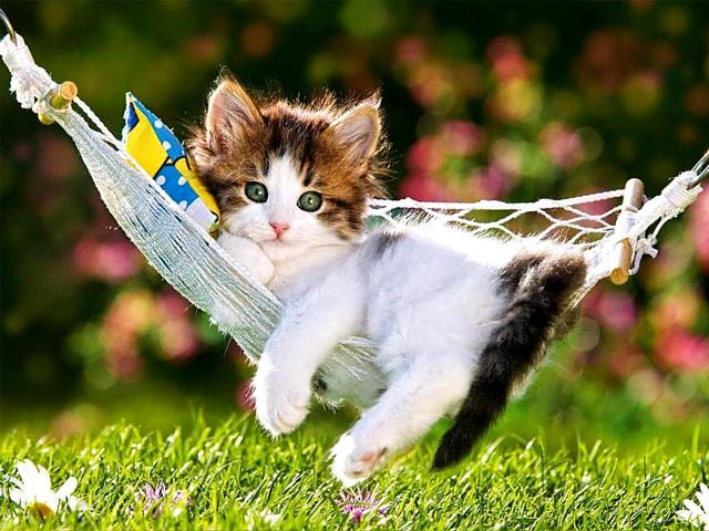 Kitten hammock toy back mouth free wallpaper for desktop - medium preview image