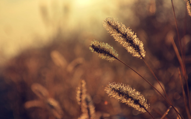 Close up plant blurry background #3 free wallpaper for desktop - medium preview image