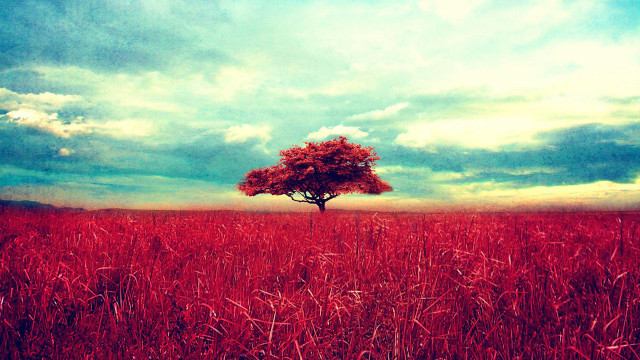 Lone tree tall grass cloudy free wallpaper for desktop - medium preview image