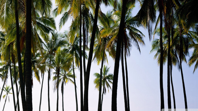 Palm trees blue sky clouds free wallpaper for desktop - medium preview image