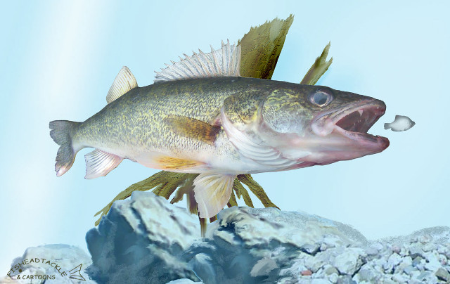 Fish open mouthed water rendered free wallpaper for desktop - medium preview image