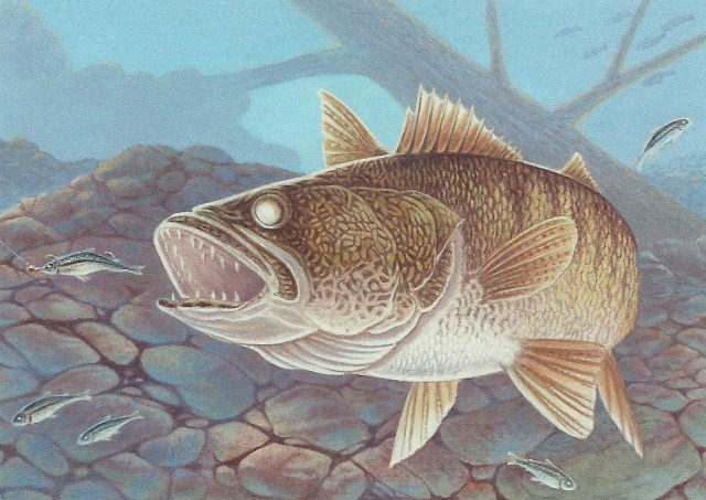 Fish illustration water rocks trees free wallpaper for desktop - medium preview image