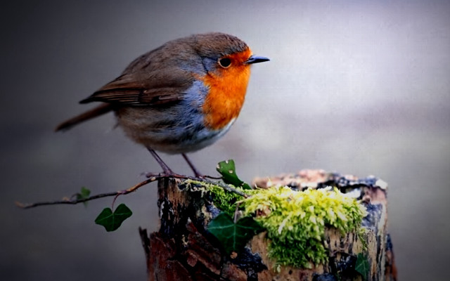 Small bird tree stump moss free wallpaper for desktop - medium preview image