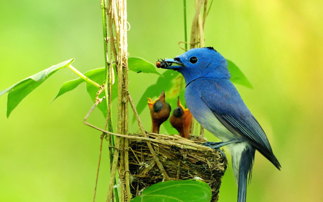 Blue bird feeding young nest free wallpaper for desktop - medium preview image