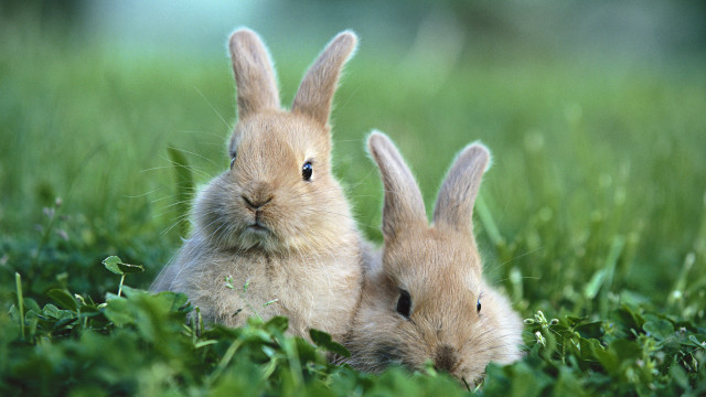 Two rabbits grass nature forest free wallpaper for desktop - medium preview image