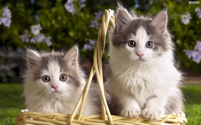 Kittens basket grass sun outside free wallpaper for desktop - medium preview image