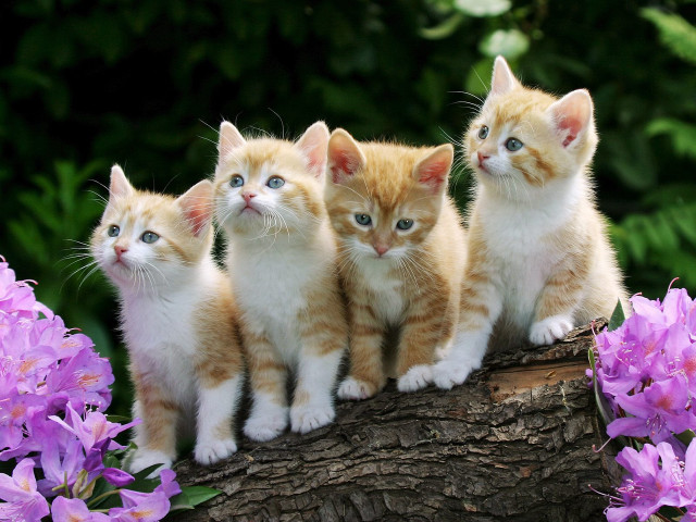 Kittens log garden purple flowers #4 free wallpaper for desktop - medium preview image