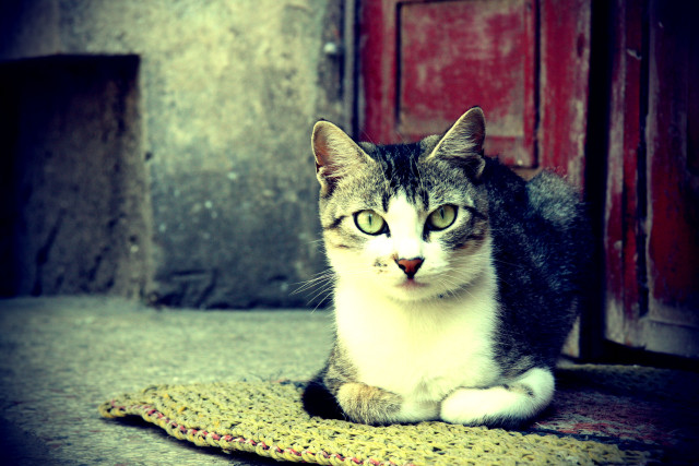 Cat sitting rug red door free wallpaper for desktop - medium preview image