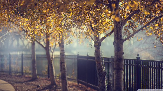Yellow leaves trees fence sidewalk free wallpaper for desktop - medium preview image