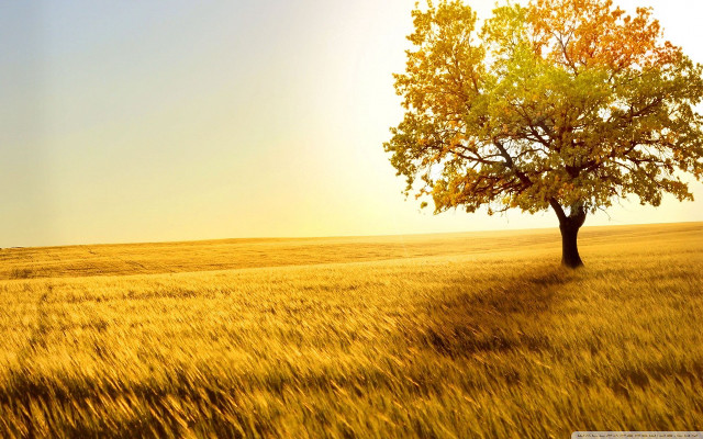 Lone tree golden grass sunset free wallpaper for desktop - medium preview image