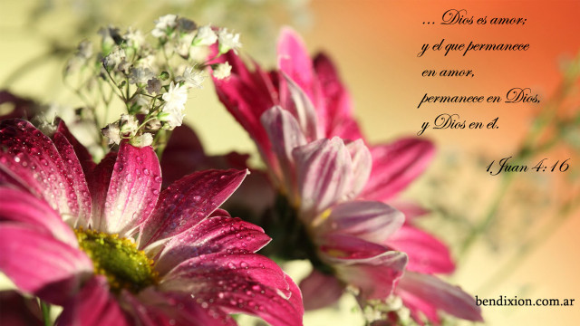 Bouquet flowers bible verse spanish free wallpaper for desktop - medium preview image