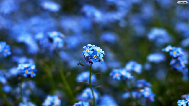 Blue flower yellow white background free wallpaper for desktop - medium preview image